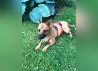 Olivia - lebt jetzt auf einer Pflegestelle in 41061 Mönchengladbach !