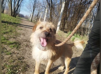 Titi kam verletzt ins Tierheim und hat sich prima erholt !