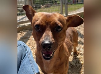 Herkules , noch zurückhaltend, sucht ein ruhiges Zuhause !