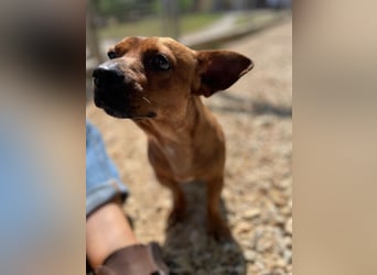 Herkules , noch zurückhaltend, sucht ein ruhiges Zuhause !