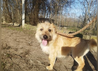 Titi kam verletzt ins Tierheim und hat sich prima erholt !