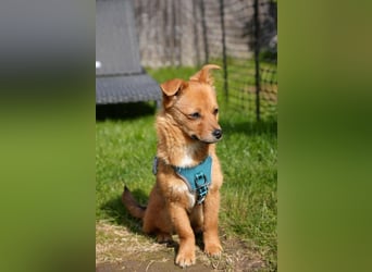 TOTO *bei unserer Pflegestelle in 46284 Dorsten*