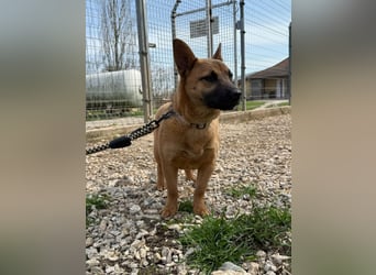 Olivia - lebt jetzt auf einer Pflegestelle in 41061 Mönchengladbach !