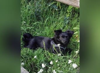 Minnie, ehemals Julcsi, sucht leider ein neues Zuhause !