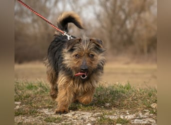 Hella,  bezaubernde kleine agile Strubbelhündin !