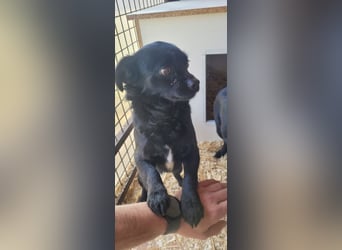 Minnie, ehemals Julcsi, sucht leider ein neues Zuhause !