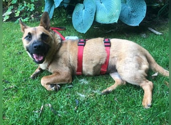 Olivia - lebt jetzt auf einer Pflegestelle in 41061 Mönchengladbach !