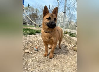 Olivia - lebt jetzt auf einer Pflegestelle in 41061 Mönchengladbach !