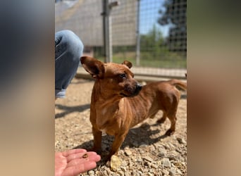 Herkules , noch zurückhaltend, sucht ein ruhiges Zuhause !