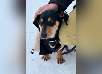 Csingiling lässt  Herzen von Dackelliebhabern schneller schlagen !