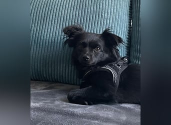 Minnie, ehemals Julcsi, sucht leider ein neues Zuhause !