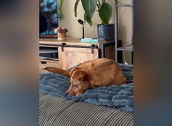 TOTO *bei unserer Pflegestelle in 46284 Dorsten*