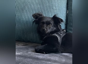 Minnie, ehemals Julcsi, sucht leider ein neues Zuhause !