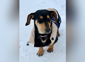 Csingiling lässt  Herzen von Dackelliebhabern schneller schlagen !