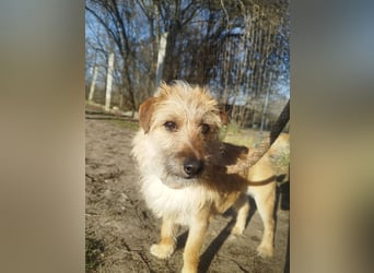 Titi kam verletzt ins Tierheim und hat sich prima erholt !