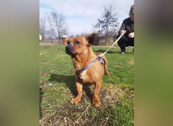 Herkules , noch zurückhaltend, sucht ein ruhiges Zuhause !