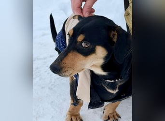 Csingiling lässt  Herzen von Dackelliebhabern schneller schlagen !