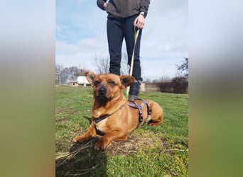 Herkules , noch zurückhaltend, sucht ein ruhiges Zuhause !