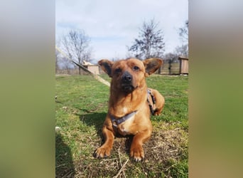 Herkules , noch zurückhaltend, sucht ein ruhiges Zuhause !