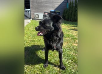 Minnie, ehemals Julcsi, sucht leider ein neues Zuhause !