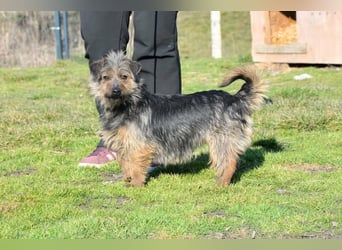 Hella,  bezaubernde kleine agile Strubbelhündin !