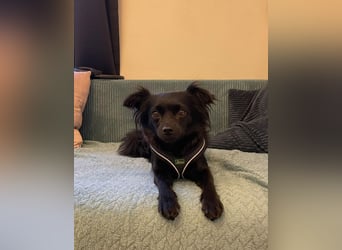 Minnie, ehemals Julcsi, sucht leider ein neues Zuhause !