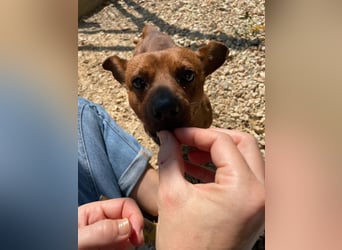 Herkules , noch zurückhaltend, sucht ein ruhiges Zuhause !