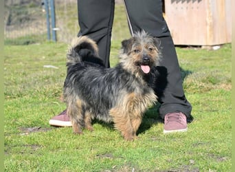 Hella,  bezaubernde kleine agile Strubbelhündin !