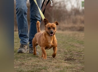 Herkules , noch zurückhaltend, sucht ein ruhiges Zuhause !