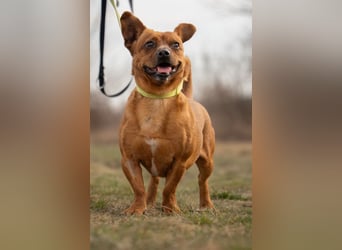 Herkules , noch zurückhaltend, sucht ein ruhiges Zuhause !