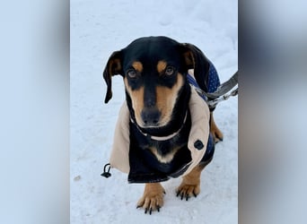 Csingiling lässt  Herzen von Dackelliebhabern schneller schlagen !