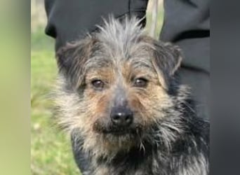 Hella,  bezaubernde kleine agile Strubbelhündin !