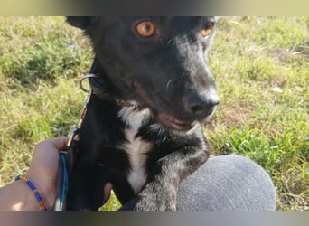 Herzenshund Filou