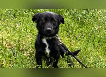 Herzenshund Filou sucht dich