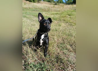 Herzenshund Filou