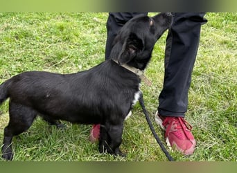 Herzenshund Filou