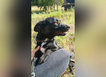 Herzenshund Filou sucht dich