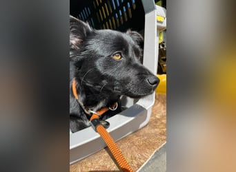 Herzenshund Filou sucht dich