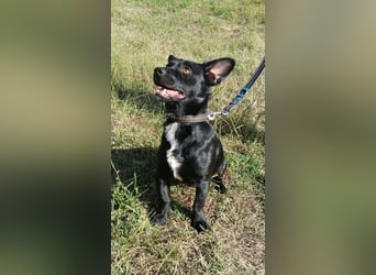 Herzenshund Filou sucht dich