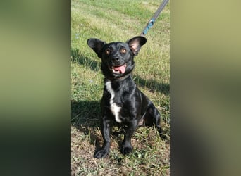 Herzenshund Filou sucht dich
