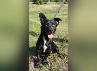 Herzenshund Filou sucht dich