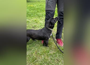 Herzenshund Filou sucht dich