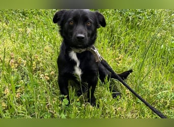 Herzenshund Filou