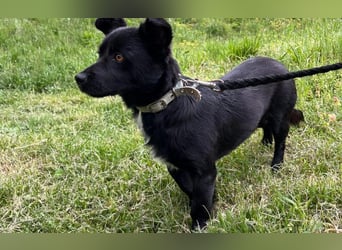 Herzenshund Filou