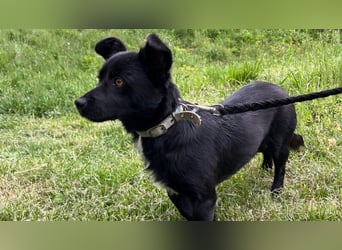 Herzenshund Filou sucht dich
