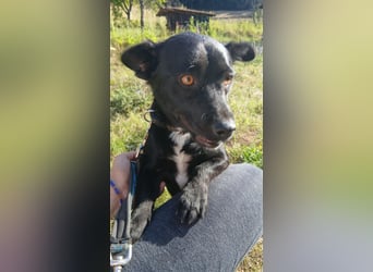 Herzenshund Filou sucht dich