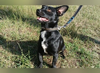 Herzenshund Filou