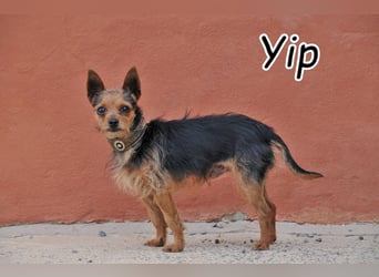 Schenkst du Yip sein Happy End?