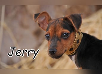 Wer schenkt Jerry die Chance auf ein glückliches Hundeleben?