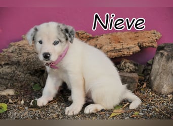 Darf Nieve dein Herz erobern?